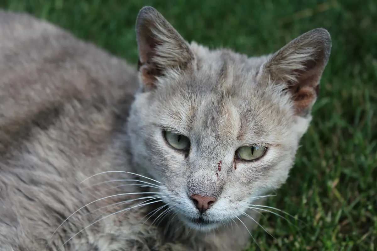 Gato común de pelo corto gris atigrado tumbado en la hierba